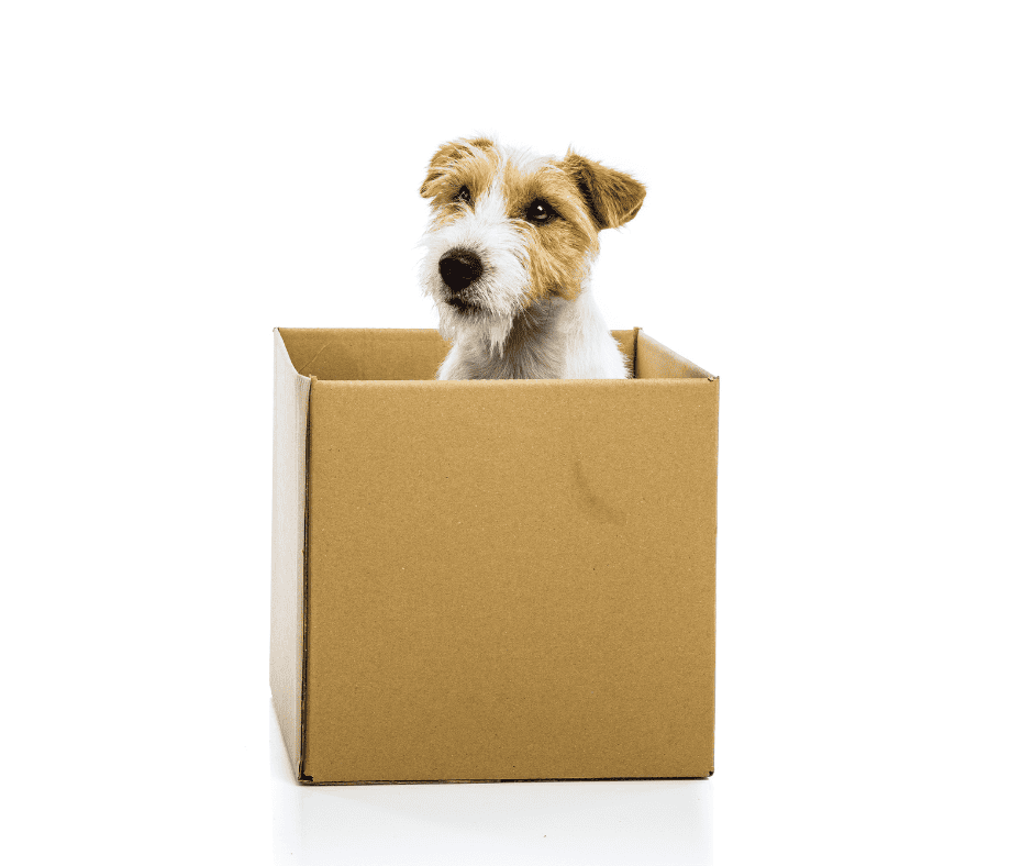Moving Pets in Huddersfield with JCT20 Removals Moving Pets in Huddersfield